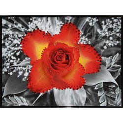 Картина Контраст цвета-Чайная роза c кристаллами Swarovski