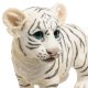 Статуэтка Белый тигренок Veronese WS-778, вид профиль