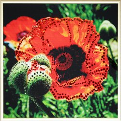 Картина Мак c кристаллами Swarovski